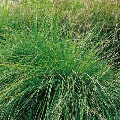 Atlas Schwingel Atlas Schwingel