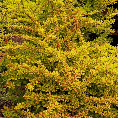 Gold-Rote Berberitze 'Diabolicum' Gold-Rote Berberitze 'Diabolicum'