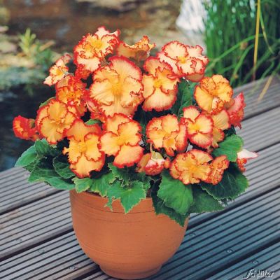 Begonie 'Crispa Marginata' - Gelb-Rot  -  3 Stück Begonie 'Crispa Marginata' - Gelb-Rot  -  3 Stück