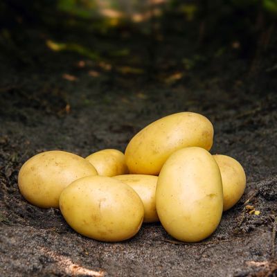 Pflanzkartoffeln 'Santera' Pflanzkartoffeln 'Santera'
