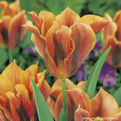 Viridiflora Tulpe 'Artist' -  10 Stück