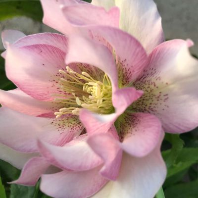 Gefüllte Lenzrose 'Trilly Isabelle'  -  Spring Promise'