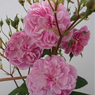 Kletterrose 'Romantic Siluetta®' Kletterrose 'Romantic Siluetta®'