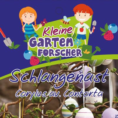 Korkenzieher-Hasel 'Schlangenast' Kleine Gartenforscher Korkenzieher-Hasel 'Schlangenast' Kleine Gartenforscher
