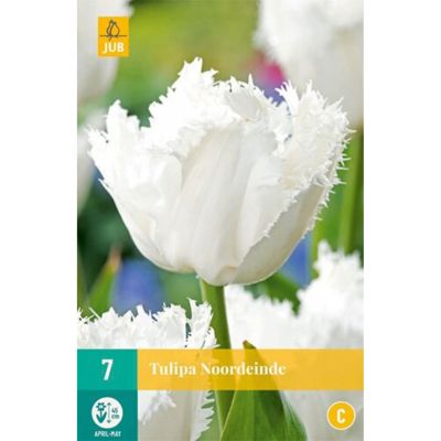 Gefranste Tulpe 'Noordeinde' - 7 Stück Gefranste Tulpe 'Noordeinde' - 7 Stück