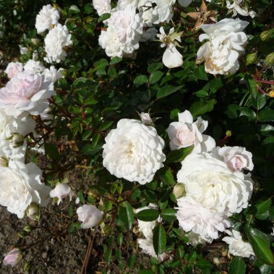 Bodendeckerrose 'The Fairy White' / 'Sea Foam' Bodendeckerrose 'The Fairy White' / 'Sea Foam'