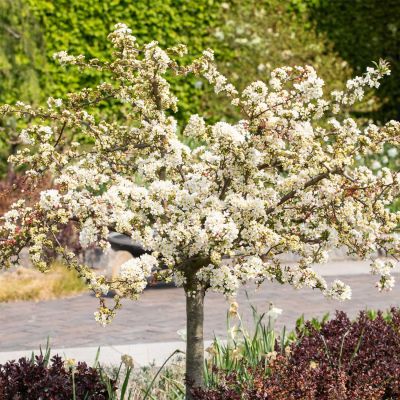 Zwerg-Zierapfel 'Tina'