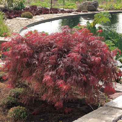 Dunkelroter Schlitz-Ahorn 'Dissectum Garnet' Dunkelroter Schlitz-Ahorn 'Dissectum Garnet'