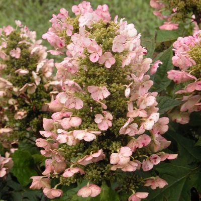 Eichenblättrige Hortensie 'Munchkin'