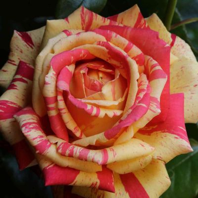 Duftende Malerrose 'Broceliande'