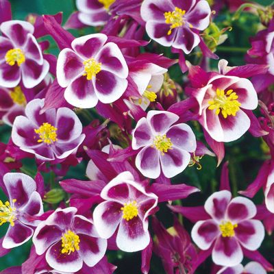 Akelei 'Winky Red-White'
