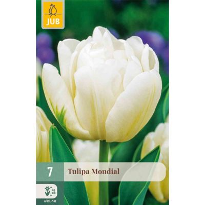 Gefüllte frühe Tulpe 'Mondial' - 7 Stück