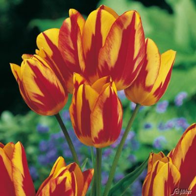 Mehrblütige Tulpe 'Colour Spectacle' - 7 Stück
