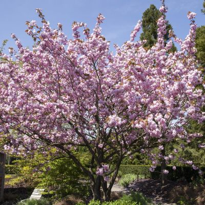 Frühe Zierkirsche / Frühlingskirsche Frühe Zierkirsche / Frühlingskirsche