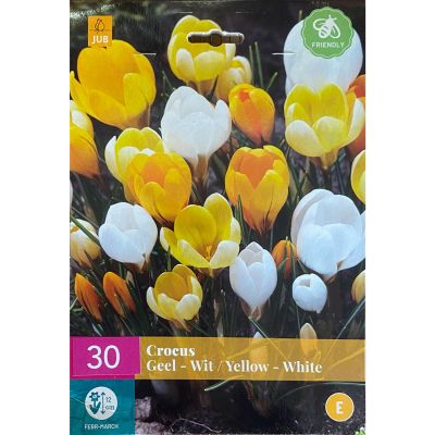 Krokus Mischung 'Yellow - White' - 30 Stück Krokus Mischung 'Yellow - White' - 30 Stück