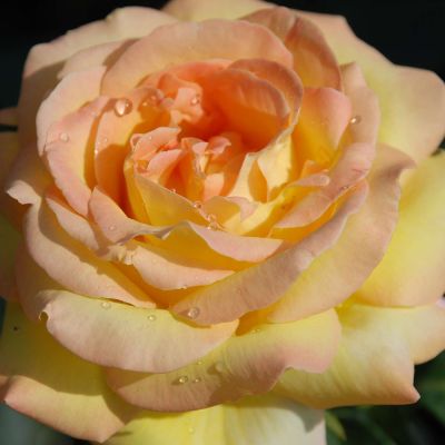 Edelrose 'Gloria Dei®' / 'Peace' Edelrose 'Gloria Dei®' / 'Peace'