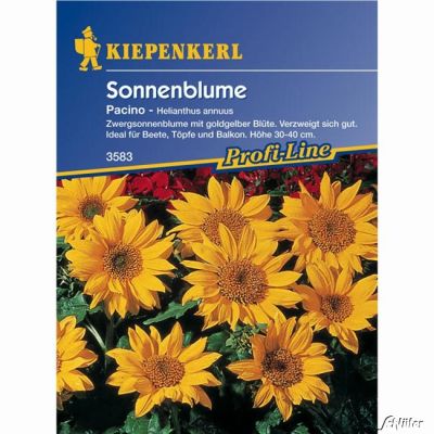 Sonnenblume 'Pacino' Sonnenblume 'Pacino'