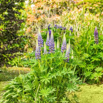 Gartenlupinen 'Blau'- 3 Stück Gartenlupinen 'Blau'- 3 Stück
