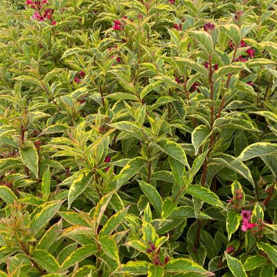 Weigelie 'Brigela' Weigelie 'Brigela'