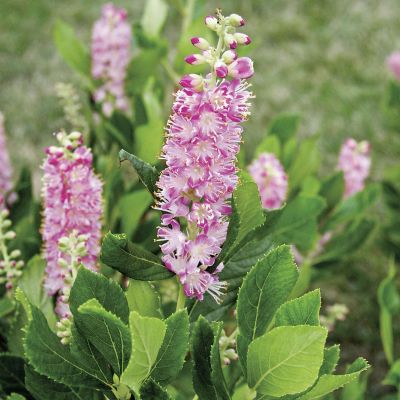 Rosa Zimterle 'Ruby Spice' - Scheineller Rosa Zimterle 'Ruby Spice' - Scheineller