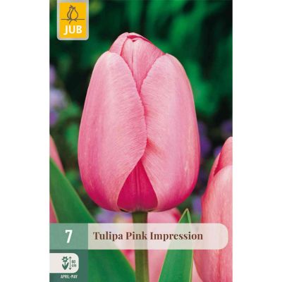Darwin-Hybrid Tulpe 'Pink Impression' - 7 Stück