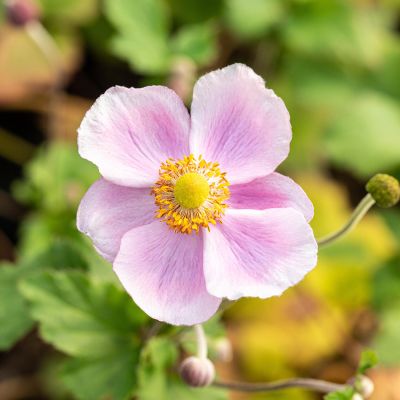 Herbst-Anemone 'Rose Beauty' Herbst-Anemone 'Rose Beauty'