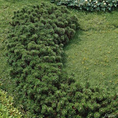 Zwerg-Heckenkiefer 'Grüne Welle' Zwerg-Heckenkiefer 'Grüne Welle'