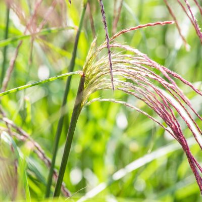 Chinaschilf 'Flamingo'