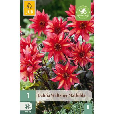 Dahlie 'Waltzing Mathilda' - 1 Stück