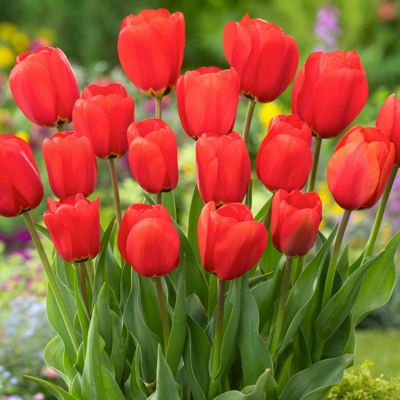 Triumph-Tulpen 'Rot' 15 Stück