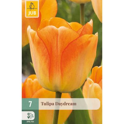 Darwin-Hybrid Tulpe 'Daydream' - 7 Stück