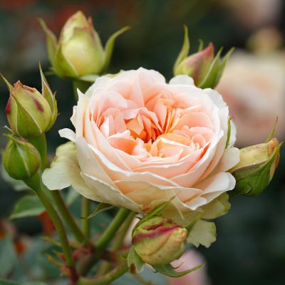 Strauchrose 'Matthias Claudius' Strauchrose 'Matthias Claudius'