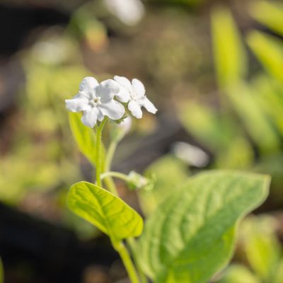 Frühlings-Gedenkemein 'Alba' Frühlings-Gedenkemein 'Alba'