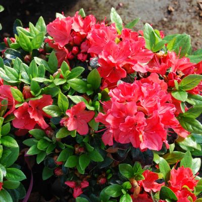 Japanische Azalee 'Satschiko' Japanische Azalee 'Satschiko'