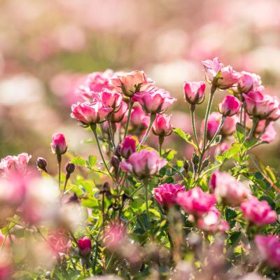 Balkonkastenrose 'LillyRose® Wonder 5' Balkonkastenrose 'LillyRose® Wonder 5'