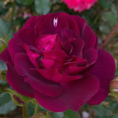 Beetrose 'Purple Breeze®'  Beetrose 'Purple Breeze®'