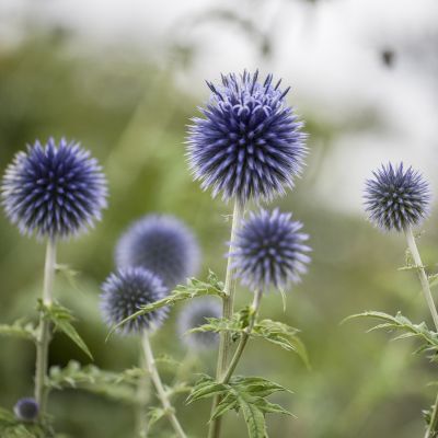 Kugeldistel Kugeldistel