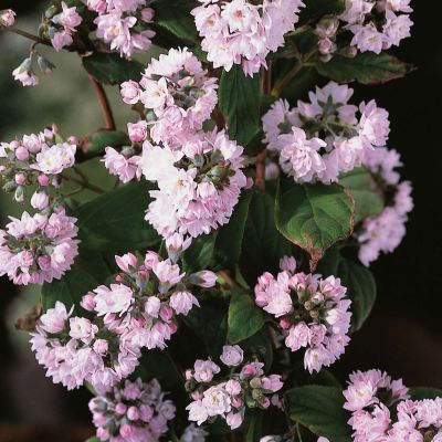 Deutzie 'Pink Pom-Pom'