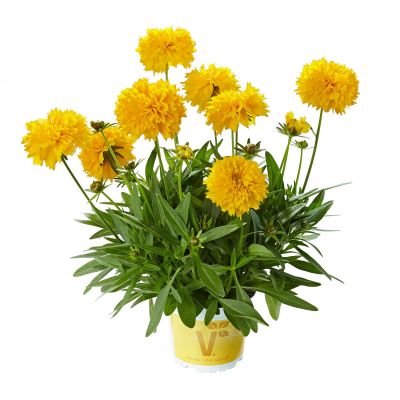 Mädchenauge 'Solena® Double Gold'