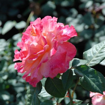 Stammrose 'Augusta Luise®' - 60 cm Stamm Stammrose 'Augusta Luise®' - 60 cm Stamm