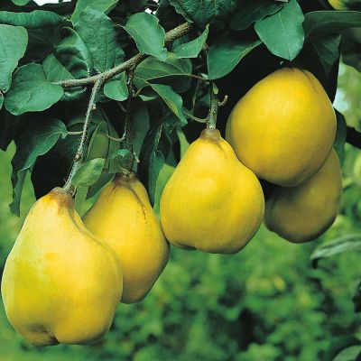 Birnenquitte 'Cydora-Robusta' Birnenquitte 'Cydora-Robusta'