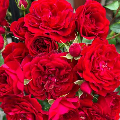 Kletterrose 'Crimson Siluetta®' Kletterrose 'Crimson Siluetta®'