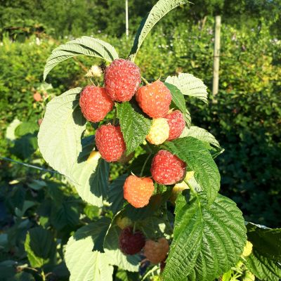 Herbsthimbeere Primeberry® 'Autumn Fleshy®'