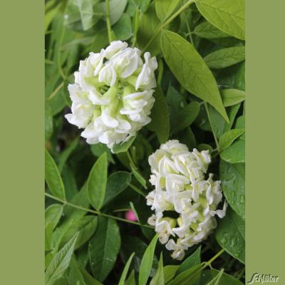 Amerikanischer Blauregen 'Nivea'