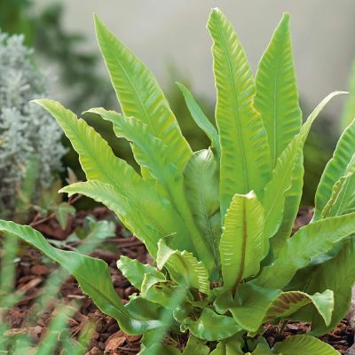 Hirschzungenfarn - Asplenium scolopendium