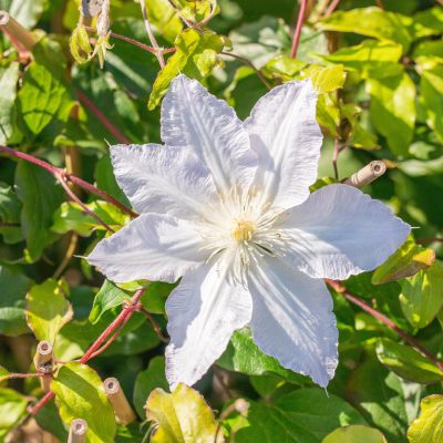 Clematis 'Destiny' Clematis 'Destiny'