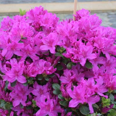 Japanische Azalee 'Lady Dark®' Japanische Azalee 'Lady Dark®'