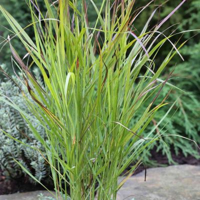 Garten-Ruten-Hirse 'Hänse Herms'
