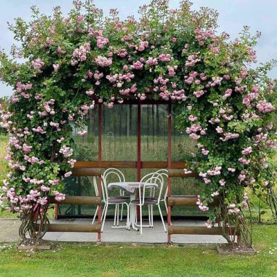 Nostalgische Kletterrose 'Jasmina®' - ADR-Rose Nostalgische Kletterrose 'Jasmina®' - ADR-Rose