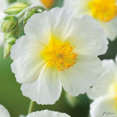 Sonnenröschen 'Weiß' - 3 Stück